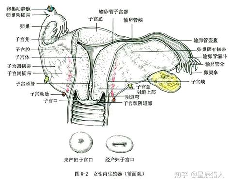 女人的生殖器|女性生殖系统解剖图（建议收藏）